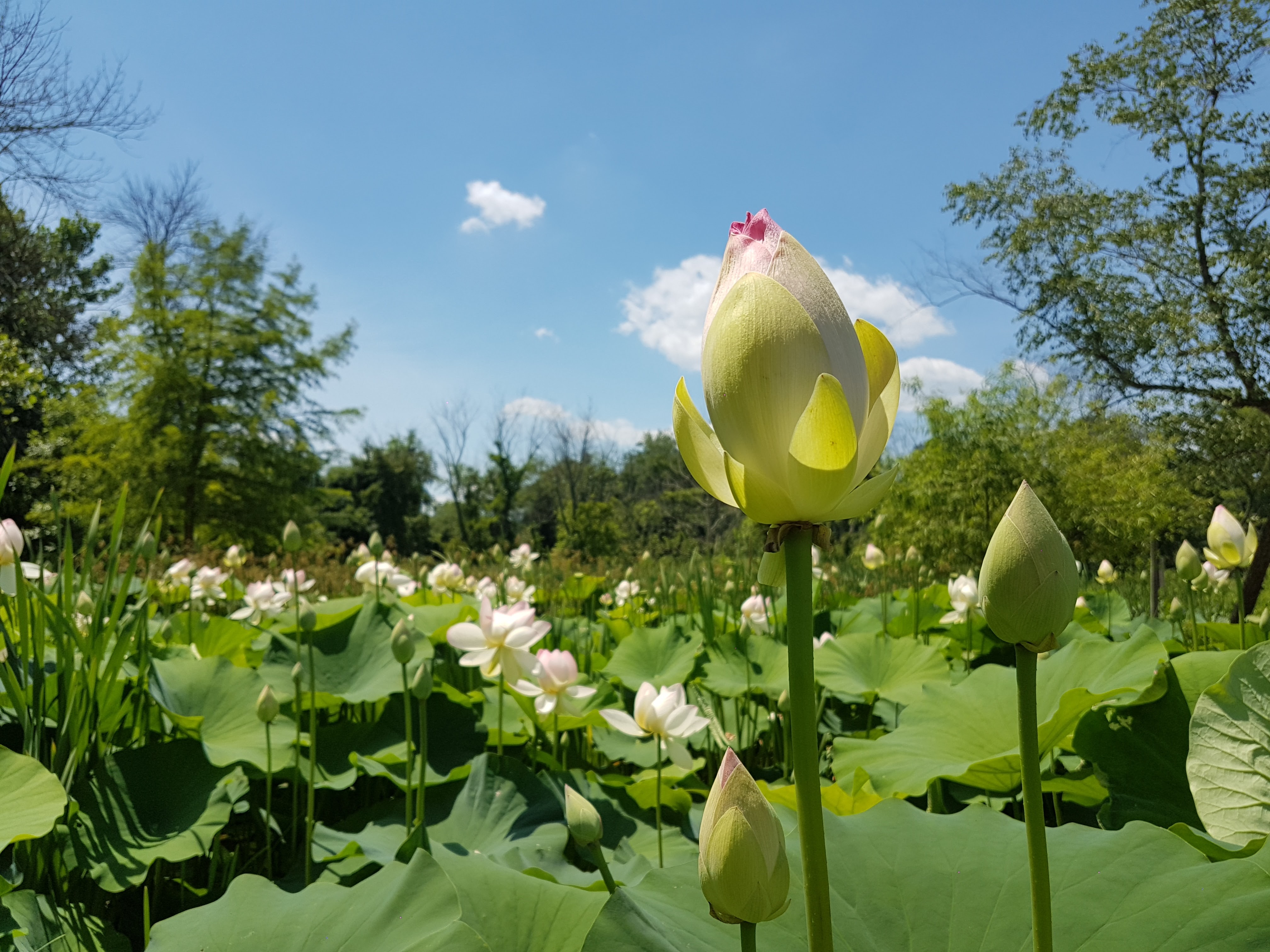 Green Lotus Green Lotus