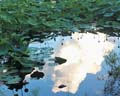 'Reflecting on a Lotus Pond' by Swagat Bhattacharyya