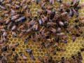 'Surface Tension, It’s All the Buzz' by Averly Cosette Sheltraw