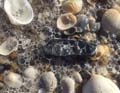 'Bubbles at the Beach' by Emily Michelle Sprague