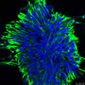 'Fluorescent Cells' by Evan Shegog