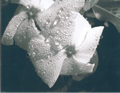 'Water Droplets' by Matthew Gafni Boden
