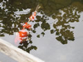 'Physics with Nemo' by Sam Ladow Elias Ladow