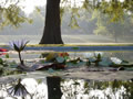 'Remarkable Reflection' by Natalie Therese Pistone