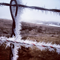 'Frost Barbs' by Paige Rosemary Frankl