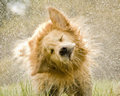 'Rotational Dog Spray' by Julia Manuela Schmidseder