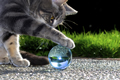 'Feline Refraction' by Rachel Melinda Short-Miller