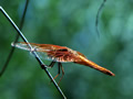 'Iridescence Emerging from the Optical Anisotropy of Anisoptera' by Gabriel Salmon