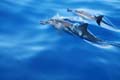 'Dolphins: Too Fast for Friction' by Ravia Arora