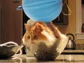 'Charged Cat' by Kyle Thomas Condon