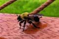 'Bumblebee Beauty' by Gillian Meredith Rieder