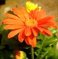 'Flower Power' by Megan Elise Howell