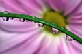 'Flower Refraction' by Noah Fram-Schwartz