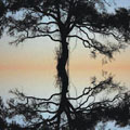 'Connecting Branches' by Brittany Illana Fader