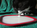 'Cat Got Your Tongue' by Eleanor Mayes